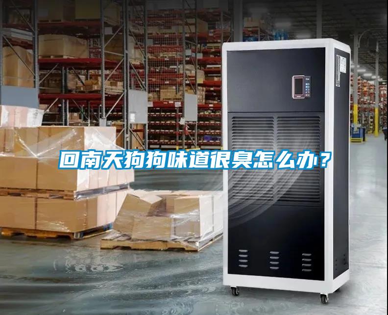 回南天狗狗味道很臭怎么辦？