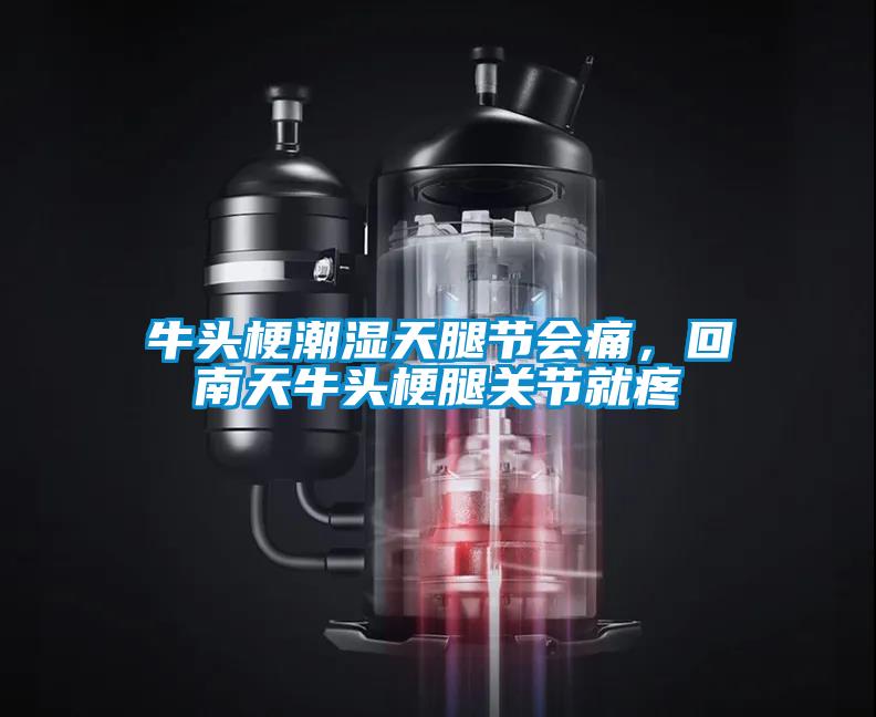 牛頭梗潮濕天腿節會痛，回南天牛頭梗腿關節就疼